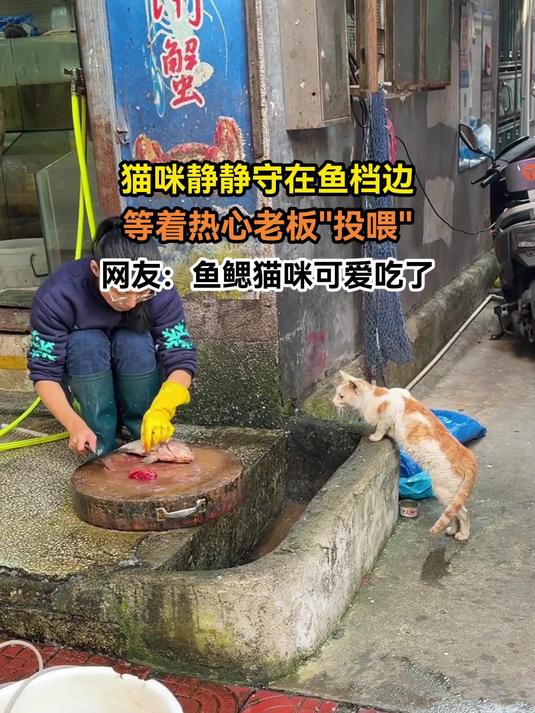 猫咪静静守在鱼档边,等着热心老板投喂,网友:鱼鳃猫咪可爱吃了