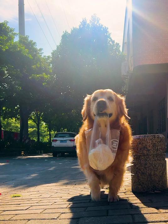 狗狗居然去河里捞了一条石斑鱼给主人做酸菜鱼!