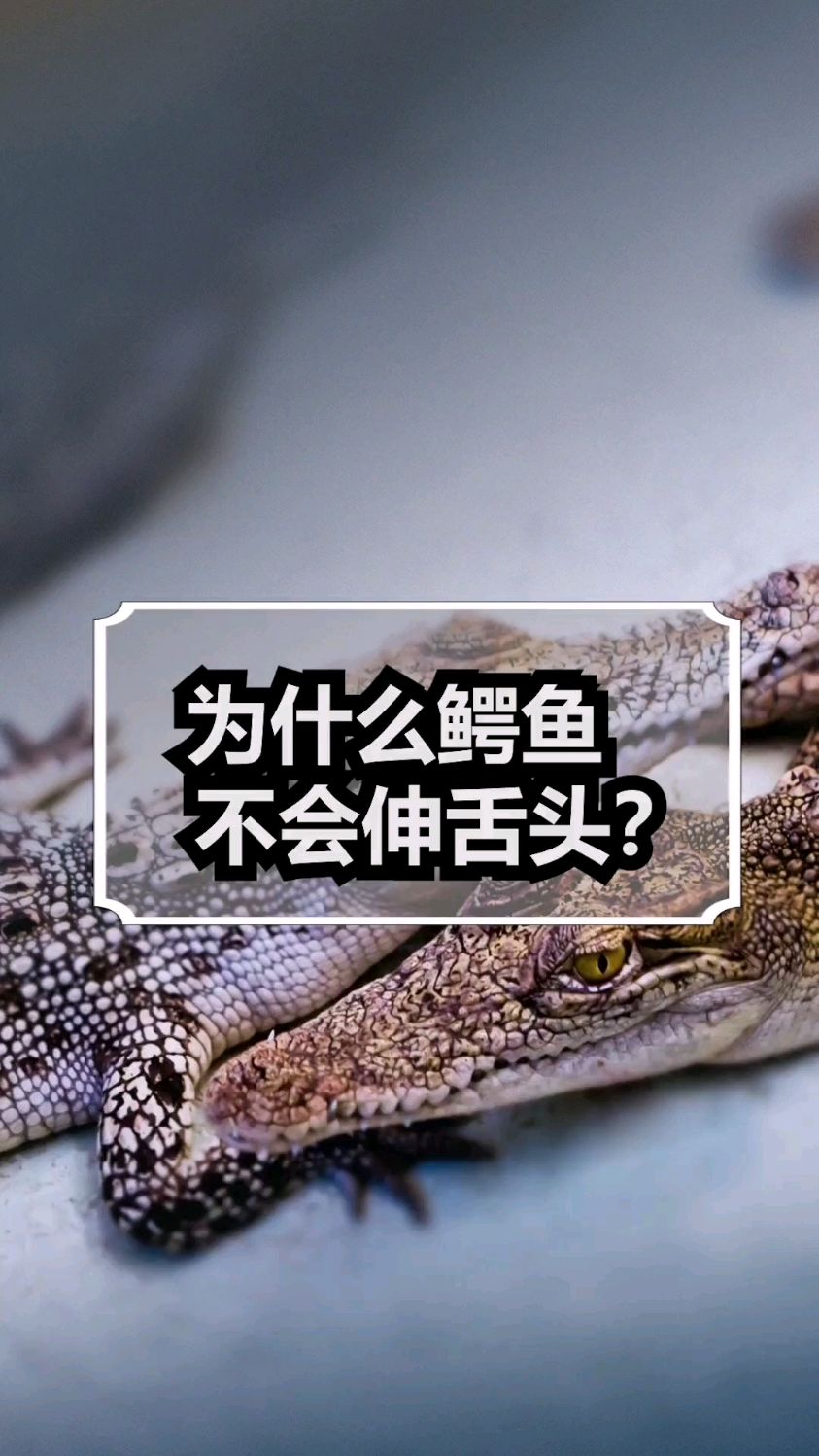 为什么鳄鱼不会伸舌头?