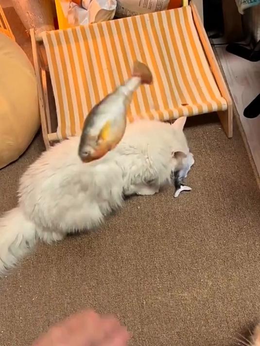 电动仿真鱼抗造款非常结实猫咪解闷玩具新手养猫猫玩具养猫好物推