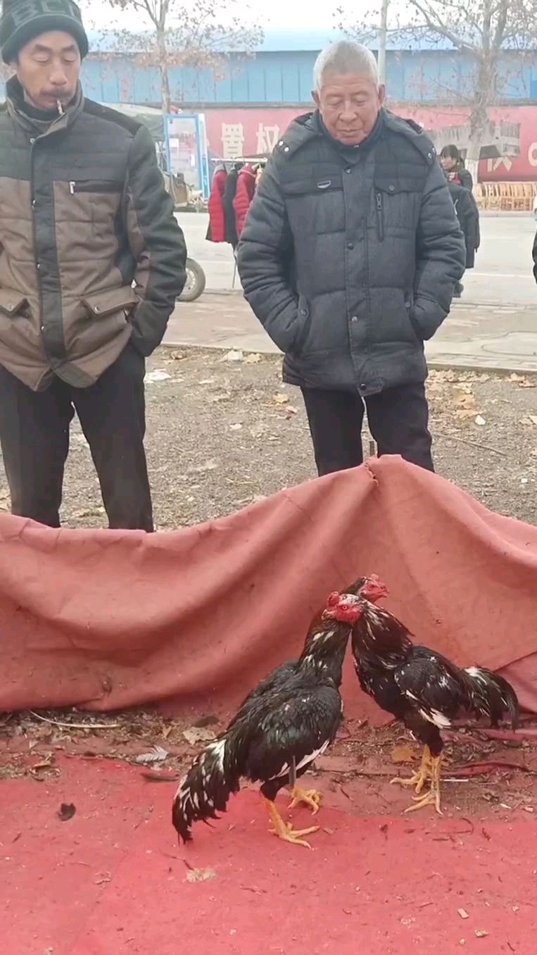 中原青毛斗鸡,斗性强