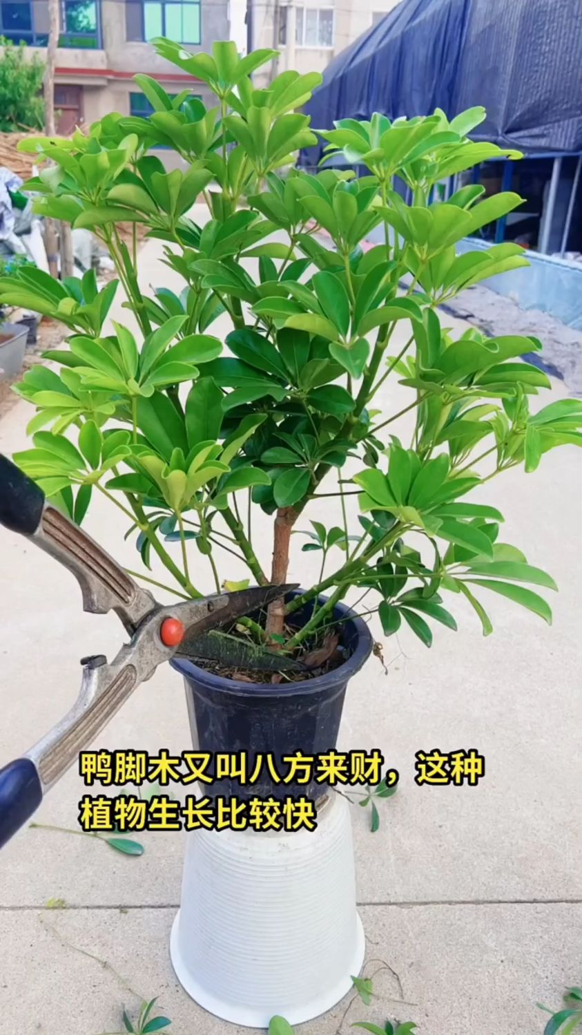 鸭脚木这么养,叶片翠绿、植株旺盛