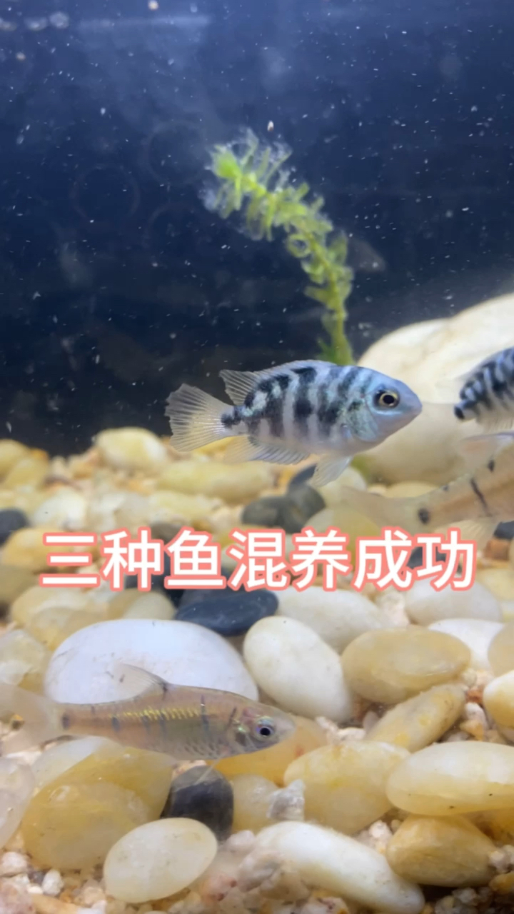 三种鱼混养成功#养鱼 #水族