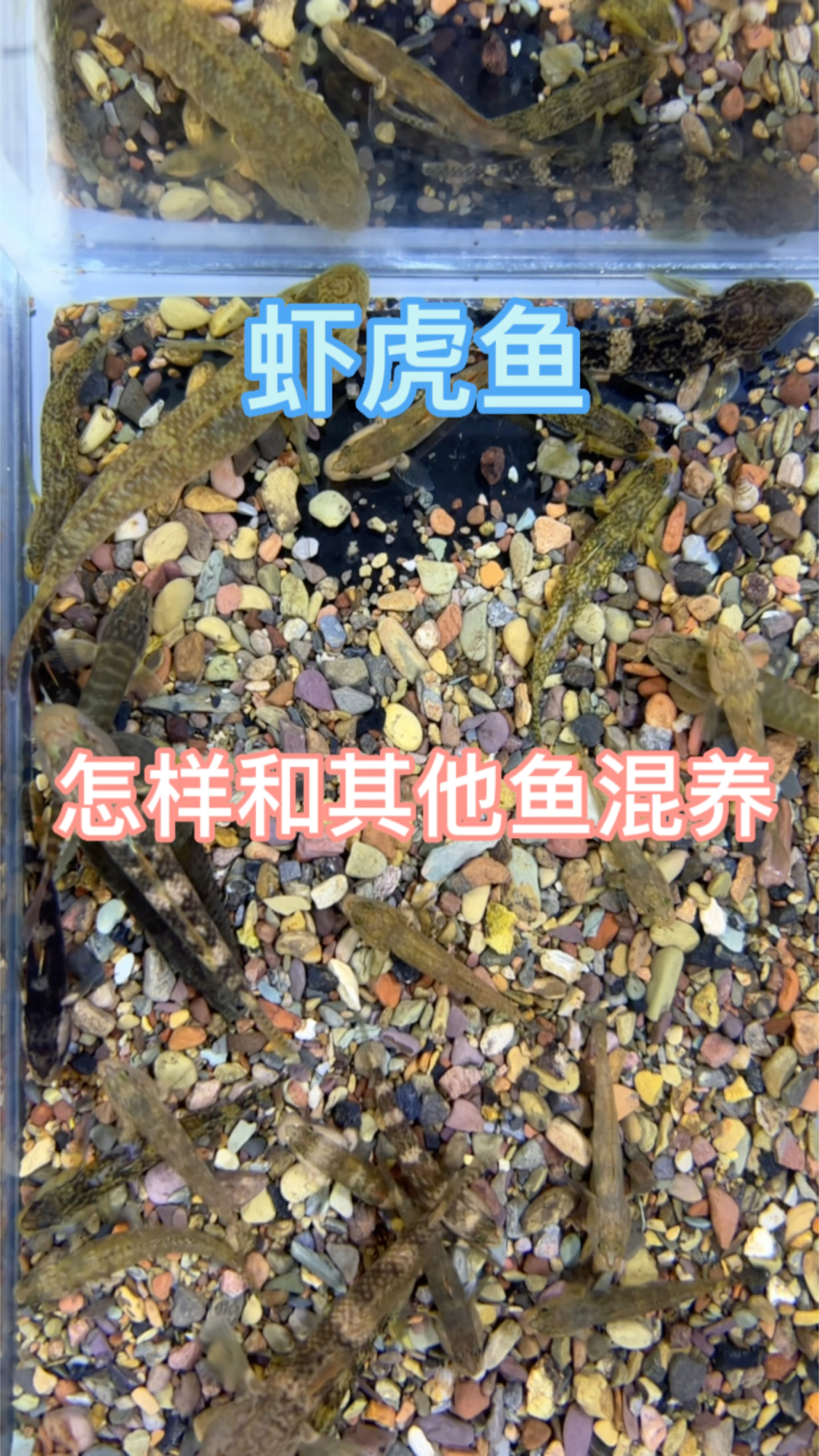 虾虎鱼怎么样混养