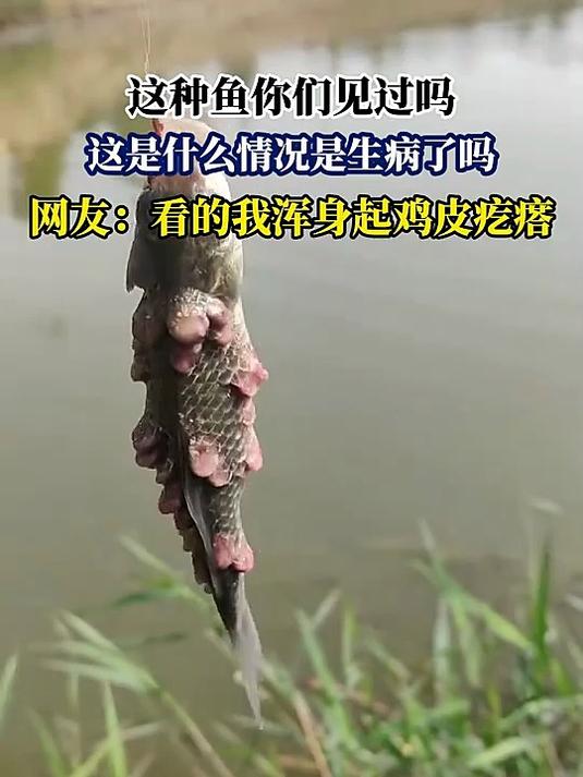 这种鱼你们见过吗，这是什么情况是生病了吗