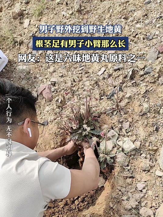 男子野外挖到野生地黄，根茎足有男子小臂那么长