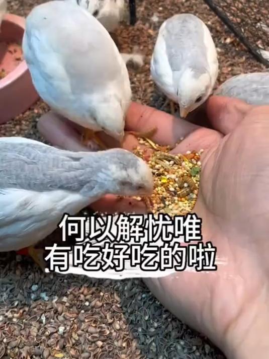想给自家小宠物鸡准备零食的快看过来啦