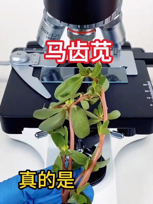 大家吃过马齿苋吗?