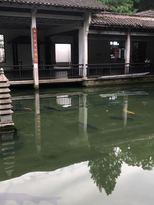 有喜欢观赏“大鱼”的吗?快来杭州植物园看看大青鱼吧!