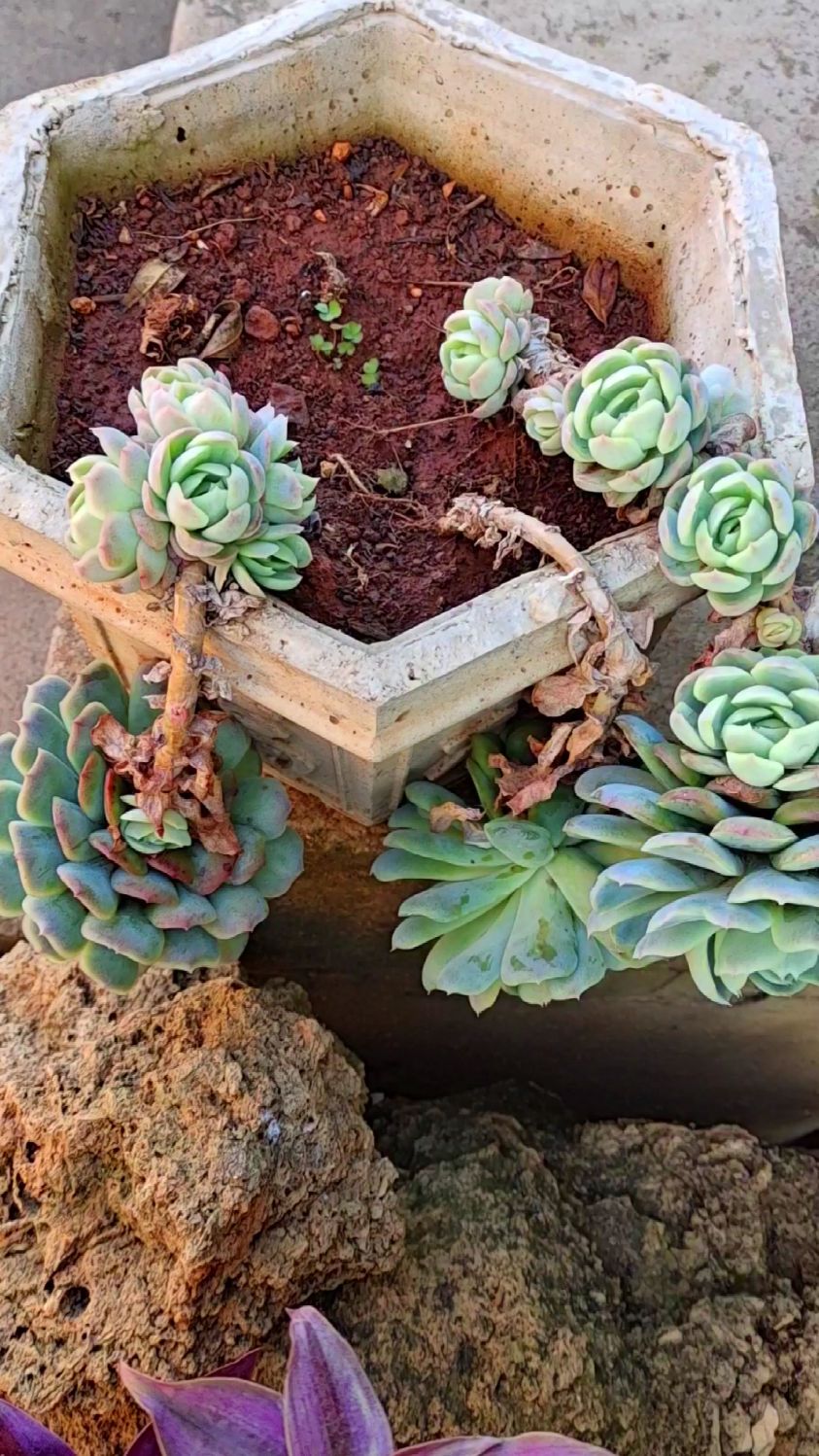 草莓冰,悬崖桩,你喜欢吗#多肉植物基地