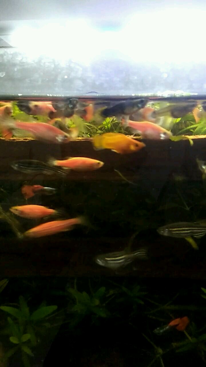 这是我的两个草缸,孔雀鱼,斑马鱼和玛丽鱼混养的。也是经过了有半年多的摸索才形成的