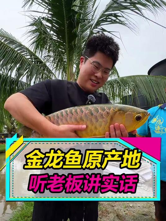 深入龙鱼原产地马来西亚,下池子抓龙鱼,从大鱼嘴里摸出小鱼!