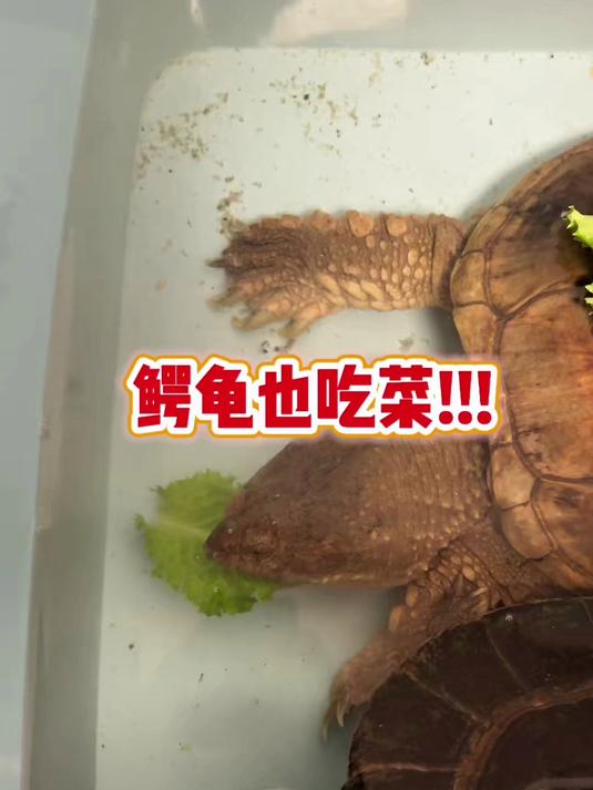 原来凶猛无比的鳄龟也喜欢吃菜！#鳄龟##乌龟##亚巨龟##亚洲巨龟#