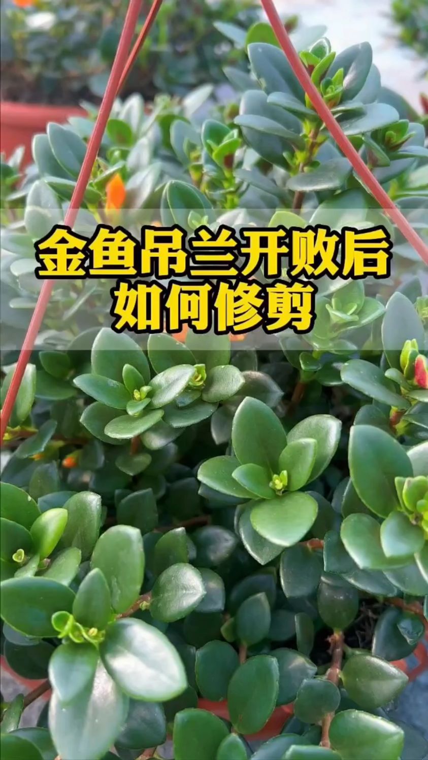 金鱼吊兰开败后修剪