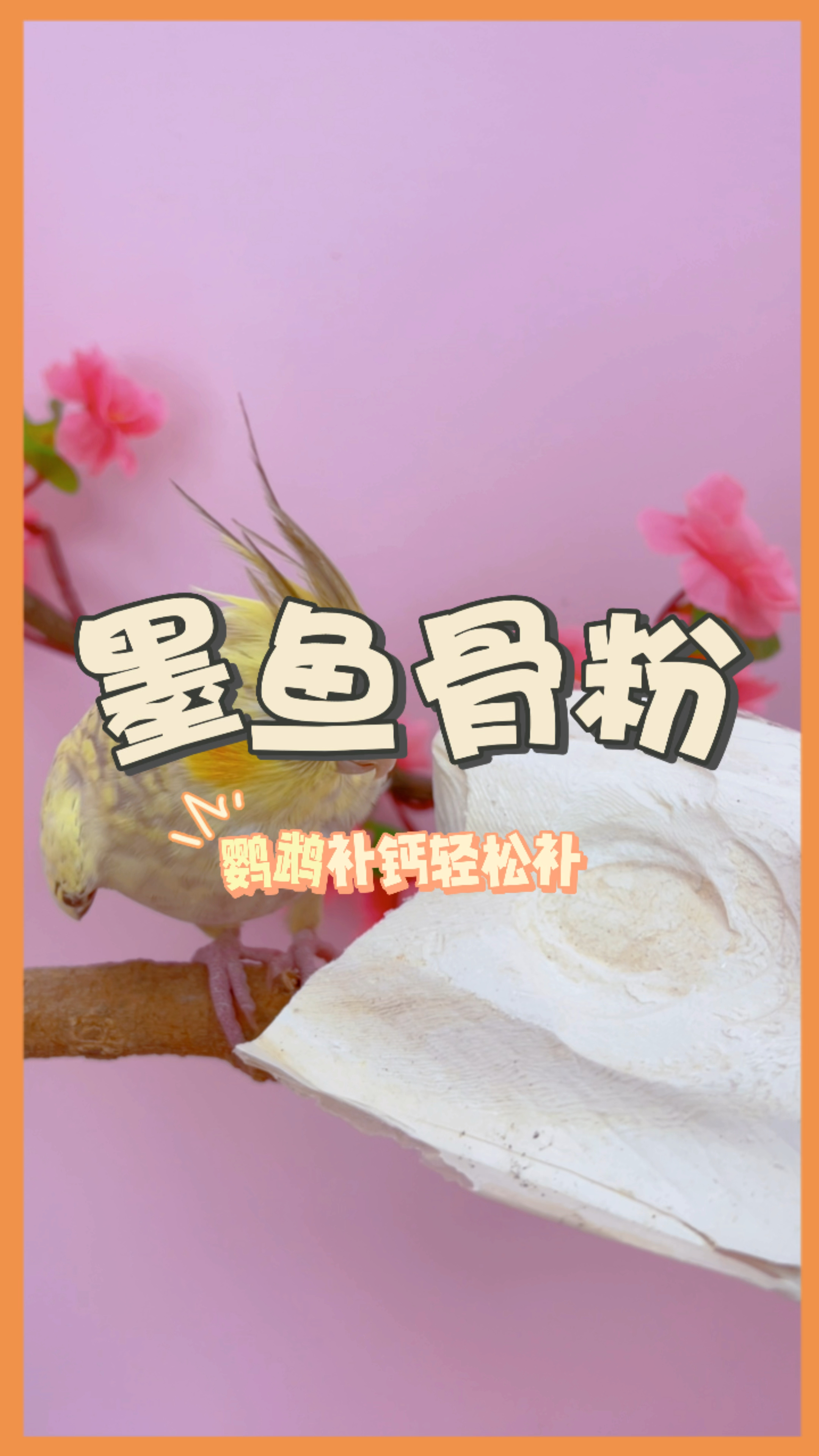 鹦鹉缺钙怎么办?来一勺这个,实现轻松补钙