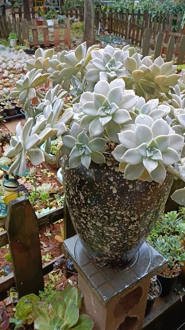 耐寒耐旱、室内室外都好养的多肉植物,胧月绝对能排在前几位