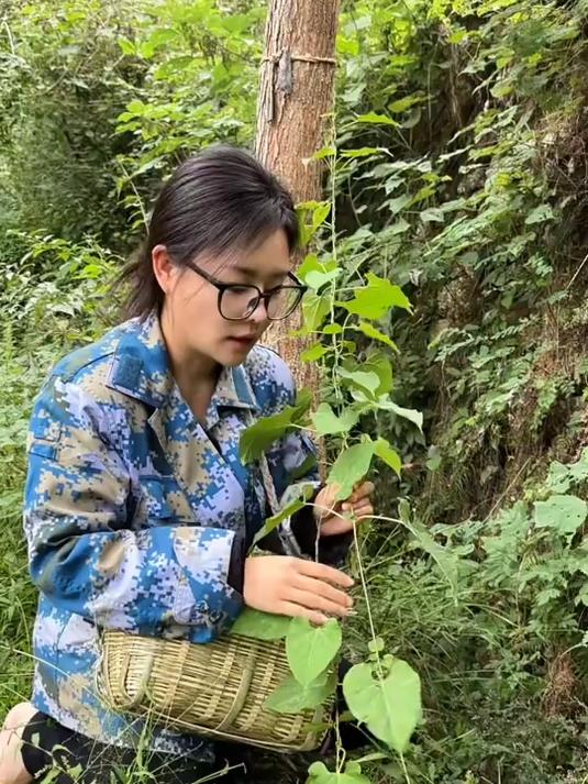 隔山消,又叫白首乌