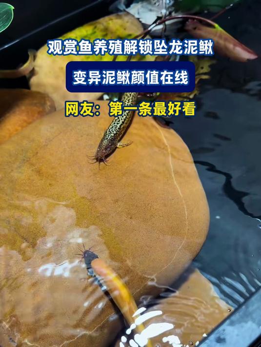 观赏鱼养殖解锁坠龙泥鳅，变异泥鳅颜值在线，网友：第一条最好看