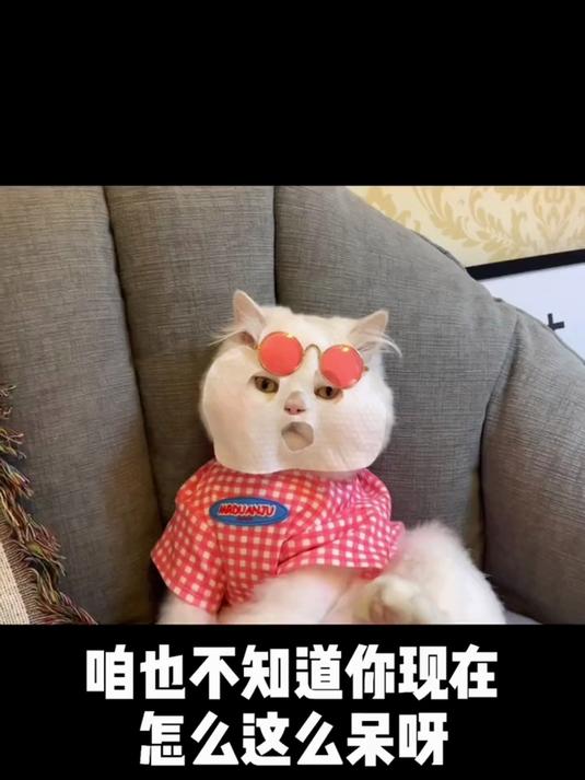 你就是网红表情包本尊!谁用过球球的表情包?快来认领你的快乐