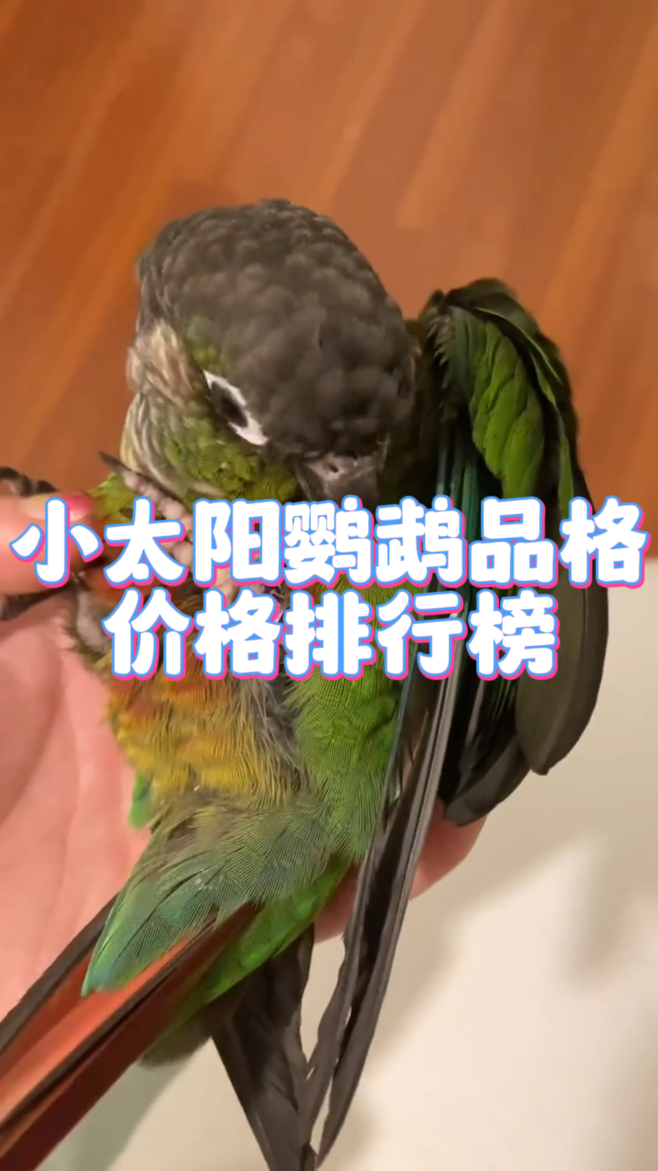 小太阳鹦鹉不同品种价格排行榜,如果能让你免费拥有一只,你会选择哪只呢?