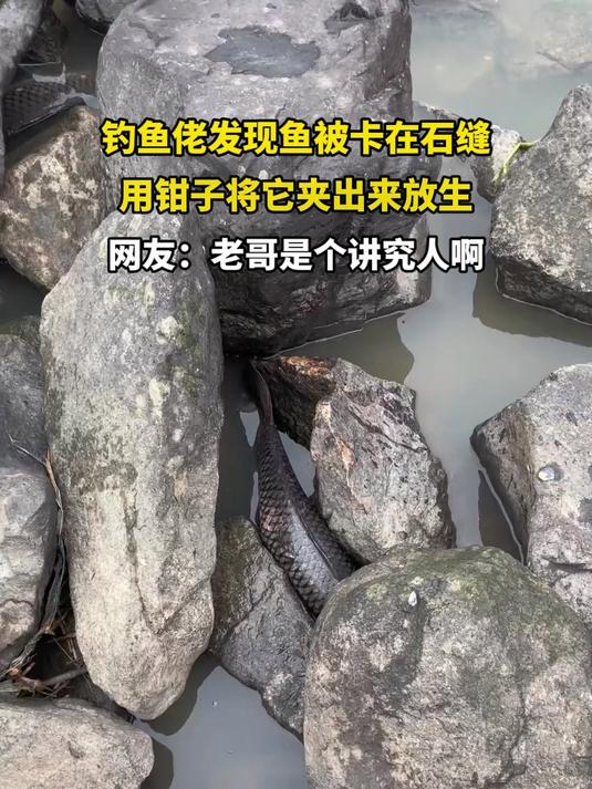 钓鱼佬发现鱼被卡在石缝,用钳子将它夹出来放生