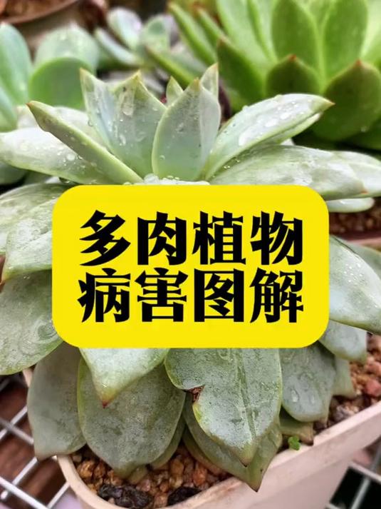 新手朋友养多肉,最怕生病,这几种多肉常见病害一定要注意了!