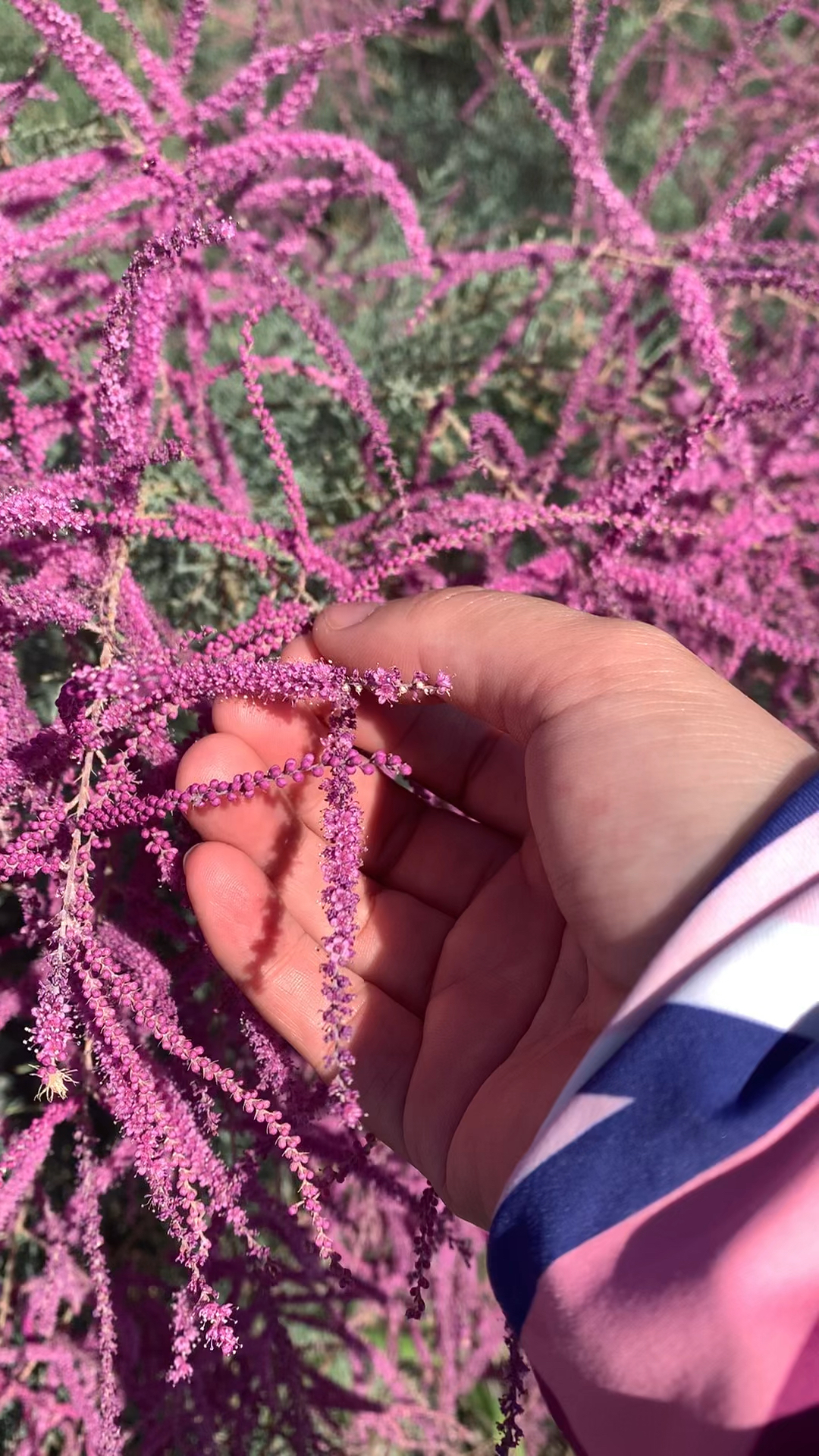 新疆戈壁滩上的红柳