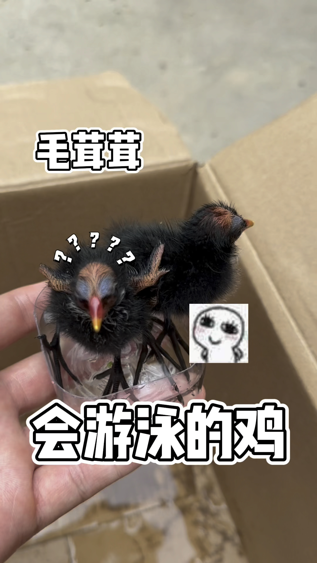 捡到两只会游泳的黑色小鸡仔