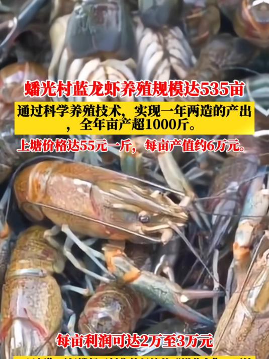 厉害!虾农养殖这种蓝龙虾,亩产超1000斤,利润可达2-3万元!