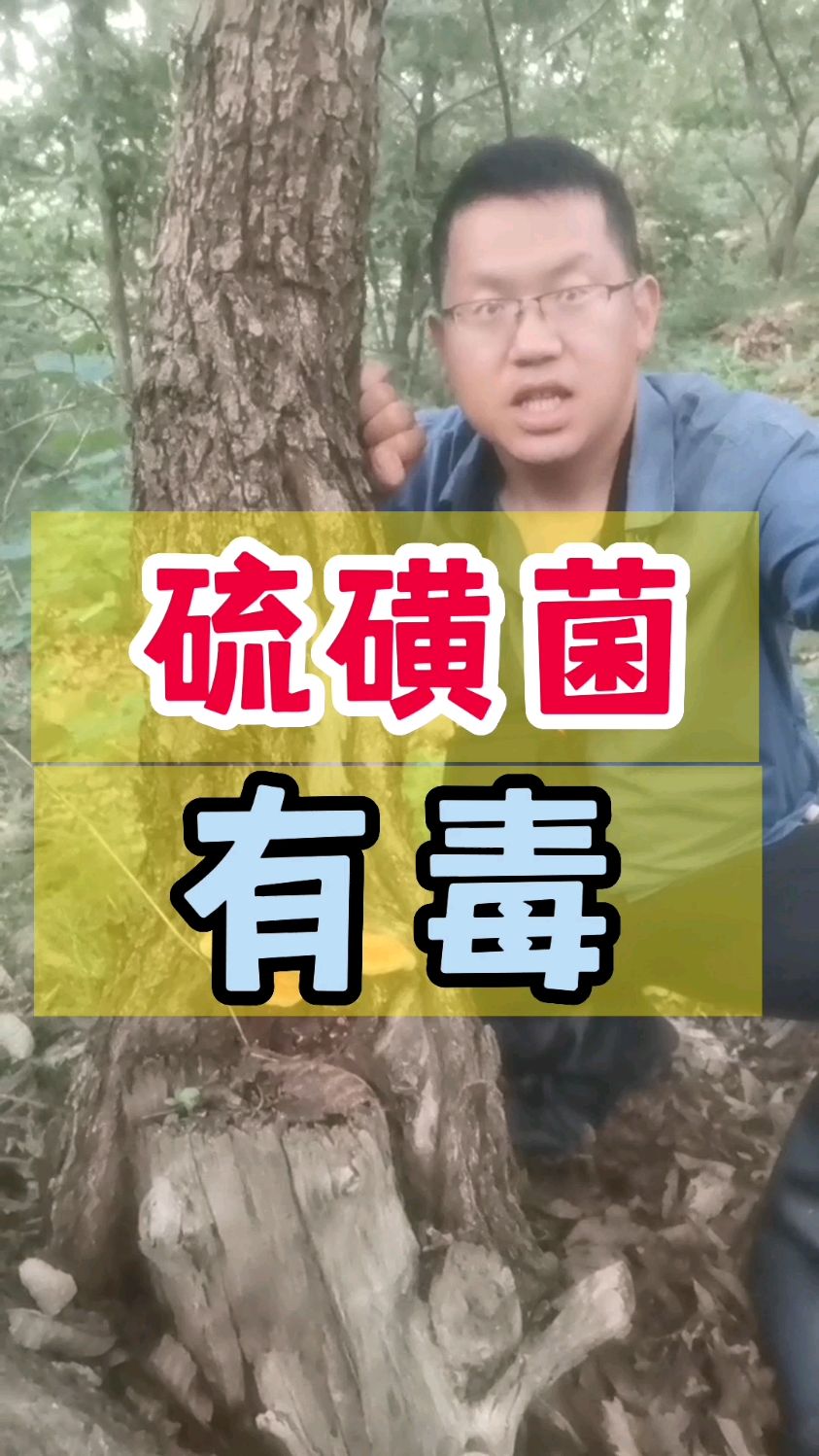 硫磺菌,有毒。板栗树最多见,柳树等其他树也会长,东北叫它“树鸡蘑”