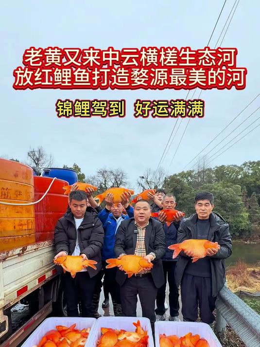 今天是正月初五发财日,老黄又在生态河养放我们婺源的特色红鲤鱼