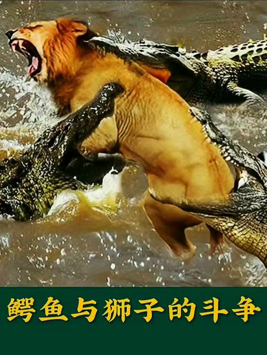 鳄鱼与狮子的斗争