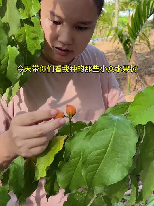 我种的那些小众水果树