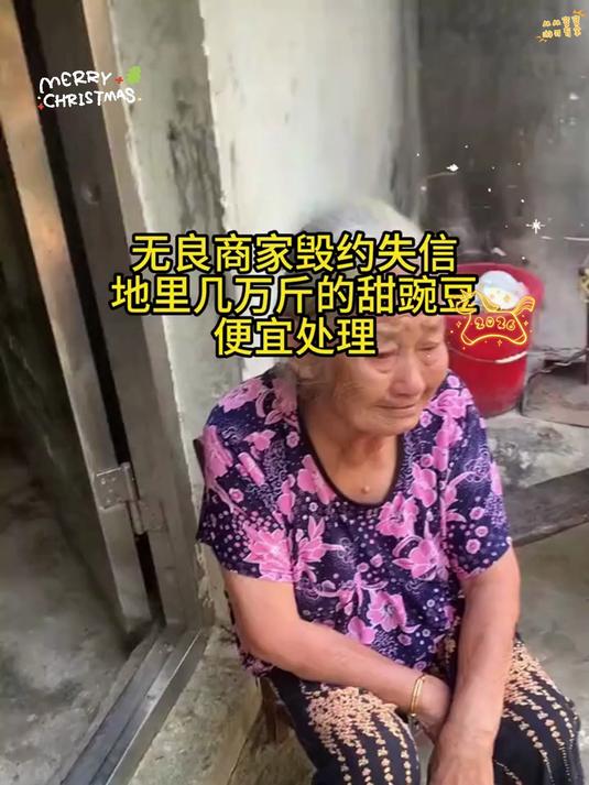 可以生吃的新鲜甜豌豆炒菜焖饭煲汤都可以