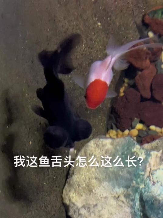 我这鱼的舌头真长