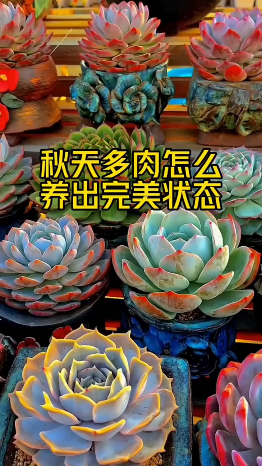 秋天多肉怎么养出完美状态