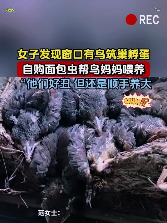 女子发现窗口有鸟筑巢孵蛋,自购面包虫帮鸟妈妈喂养,他们好丑 但还是顺手养大