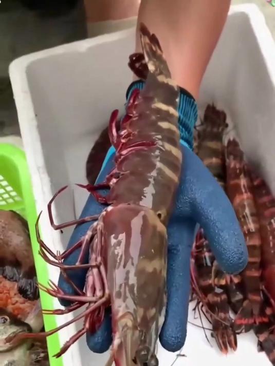 这虾才叫新鲜!海捕黑虎虾,清蒸保留原汁原味的海洋鲜～