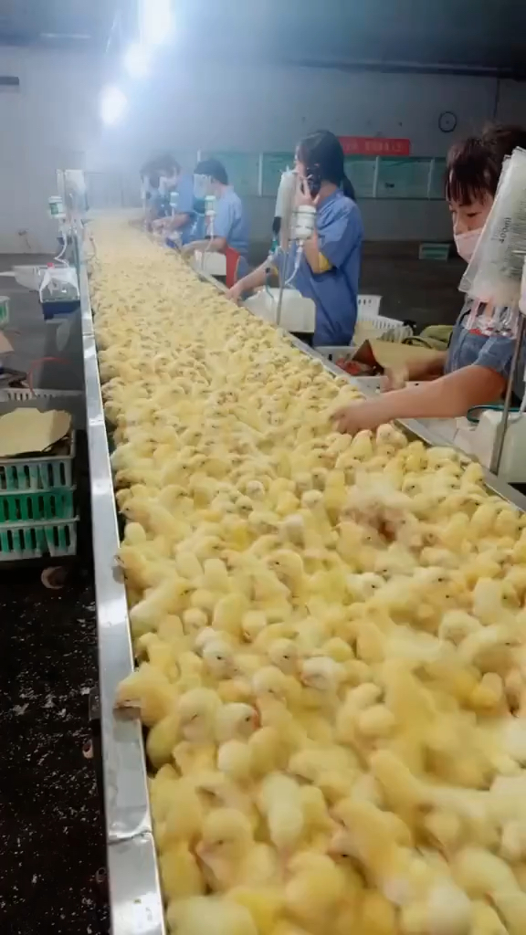 马立克是小鸡出壳后做的第一次苗可以有效预防后期出现的肿瘤病