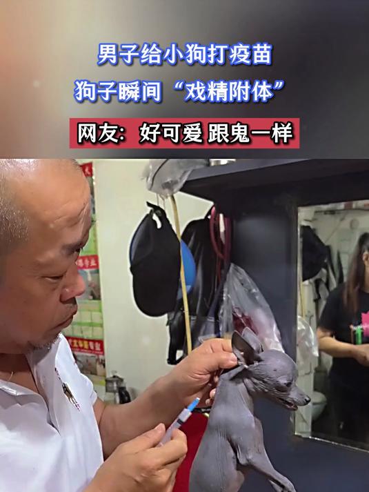 猫咪尾巴的毛被剃光后,远处一看还以为是只大老鼠,网友:这比老鼠还吓人