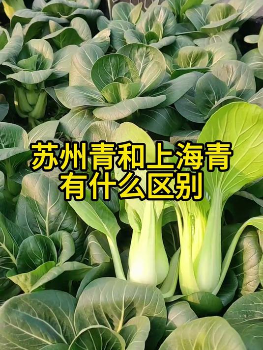 上海青和苏州青是一种蔬菜吗？有什么不同？