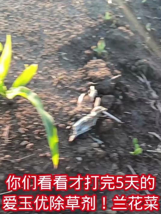 打完爱玉优除草剂!已经第5天!兰花菜大面积死亡