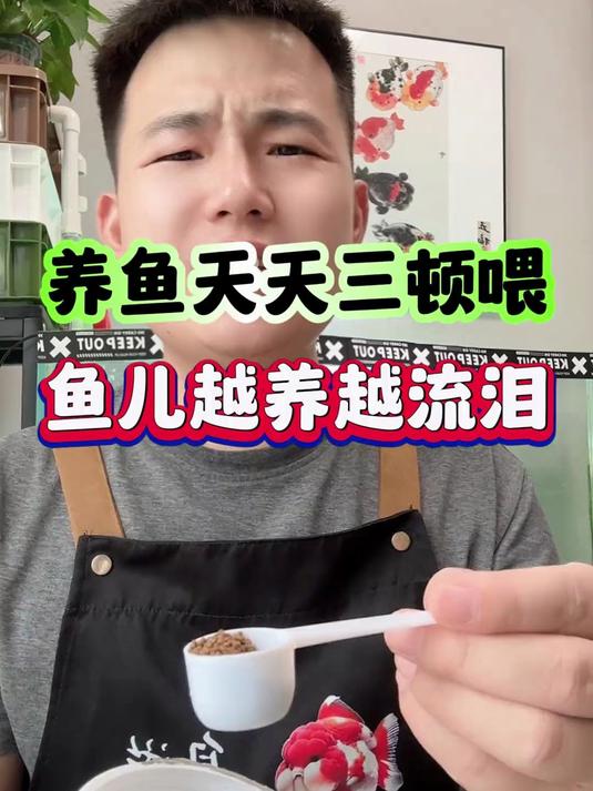 养鱼天天三顿喂，鱼儿越养越流泪