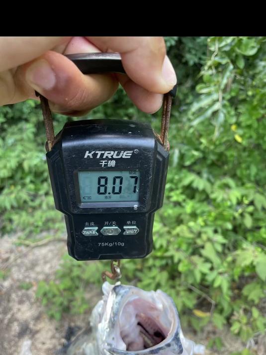 8斤白须公上岸视频,这鱼真不能硬攻,容易把嘴巴拉爆