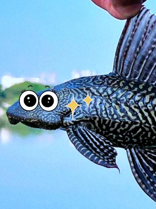 清道夫是不是好鱼？到底能不能吃