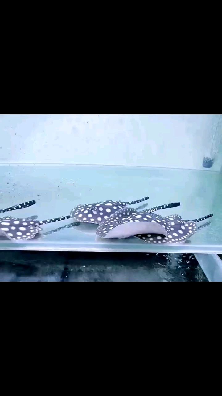 精品皇冠魟鱼