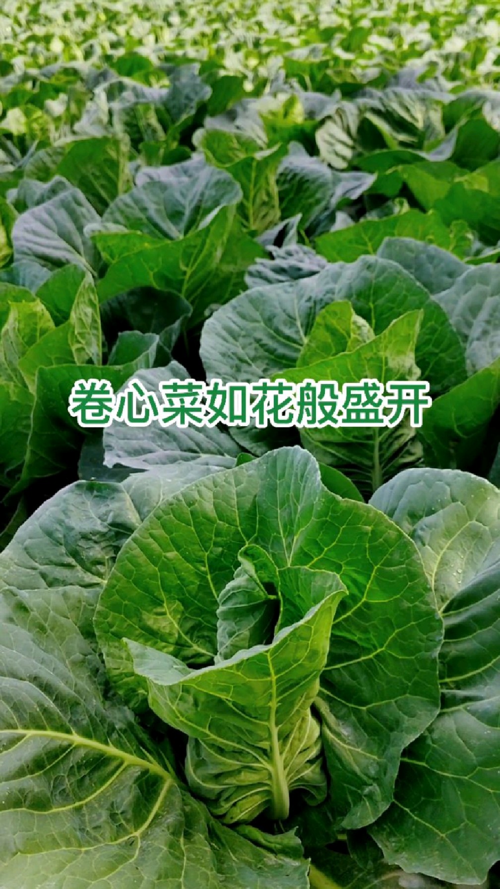 卷心菜如花般盛开,金堂县官仓镇乡村