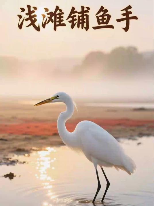 白鹭浅滩捕鱼记