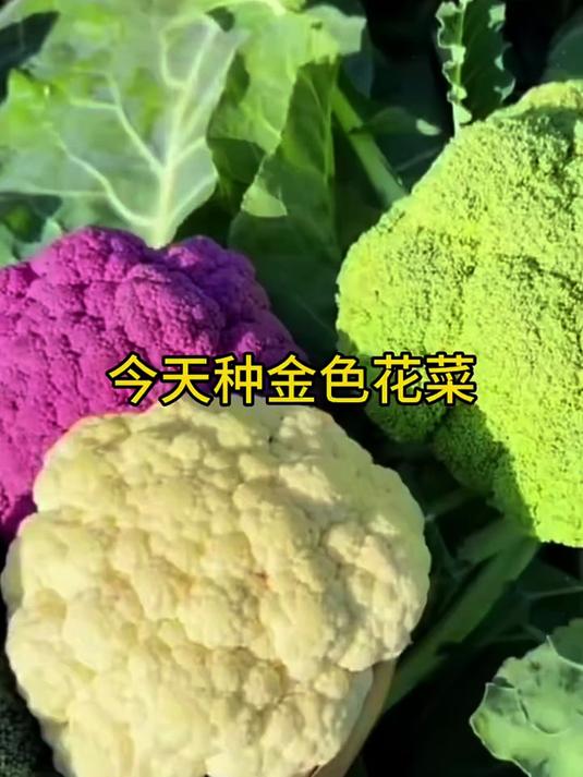 金色花菜你吃过吗?听说被称为花菜中的爱马仕