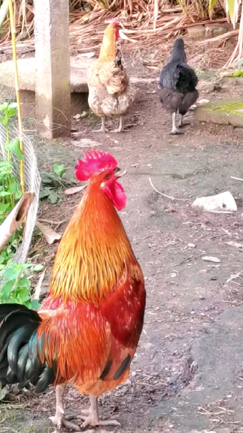 超漂亮的乡村大公鸡,打鸣铿锵有力